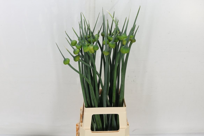 <h4>Allium Kenton</h4>