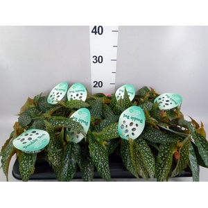 Begonia BD  'Double Dot'