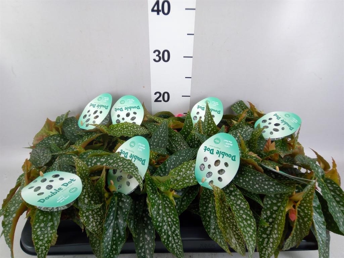 Begonia BD  'Double Dot'