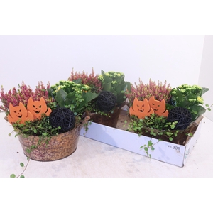 ARR TUINPLANTEN
