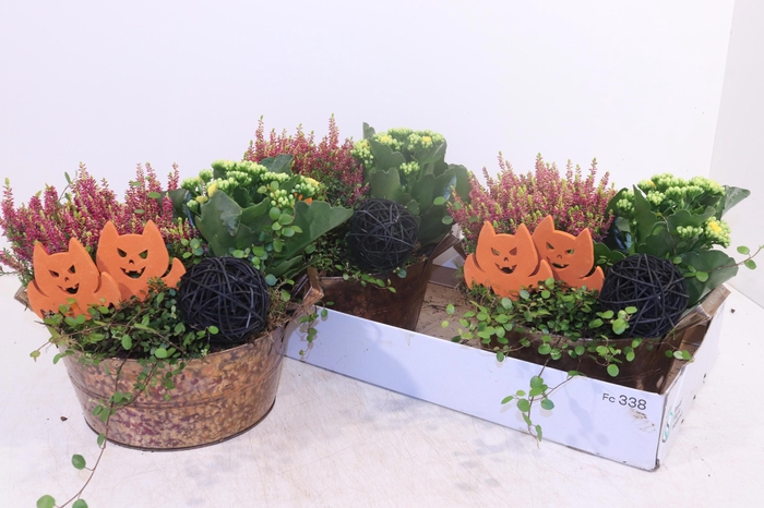 <h4>ARR TUINPLANTEN</h4>