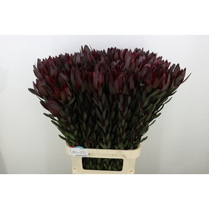 Leucadendron Saf Sunset Dark R.