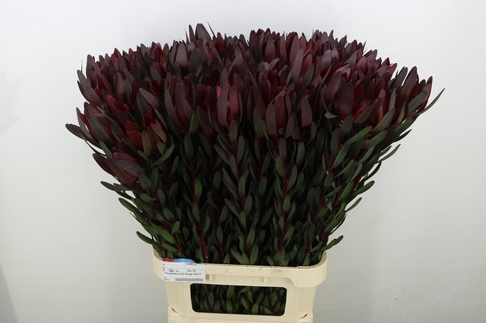 <h4>Leucadendron Saf Sunset Dark R.</h4>