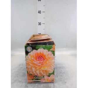 Dahlia   ...flowerbulbs