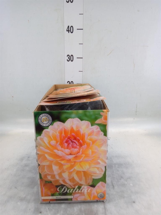 <h4>Dahlia   ...flowerbulbs</h4>