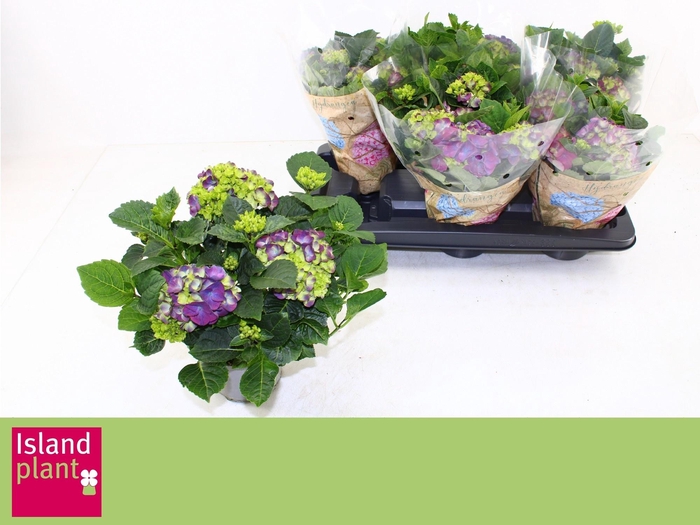 <h4>HYDR M NINGBO</h4>