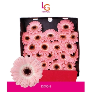 Germini Dixon Diamond