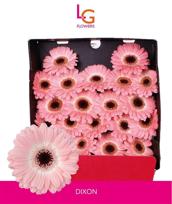 <h4>Germini Dixon Diamond</h4>