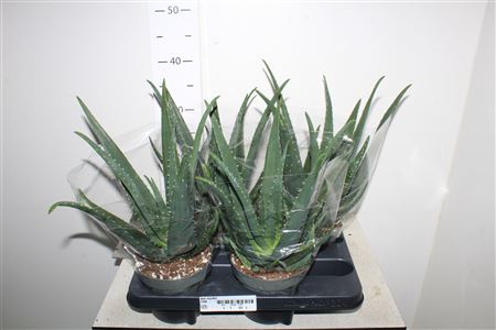 Aloe Vera Big