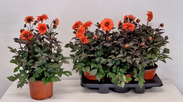<h4>DAHL GARDEN DL ORANG</h4>