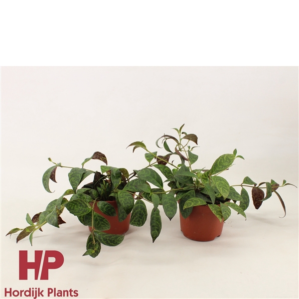 <h4>12 cm pot - Aeschynanthus Marmoratus</h4>