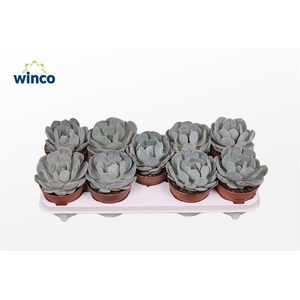 Echeveria Grey Prince