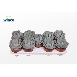 Echeveria Grey Prince