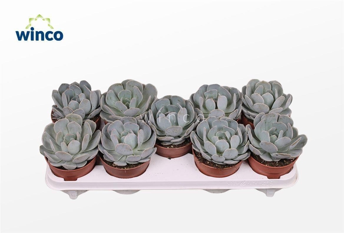 <h4>Echeveria Grey Prince</h4>