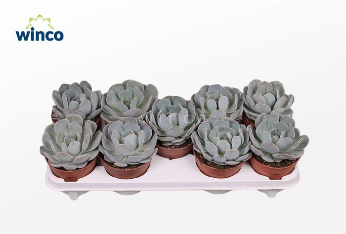 <h4>Echeveria Grey Prince</h4>