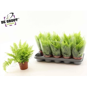 NEPHR EX BOS BL BELL