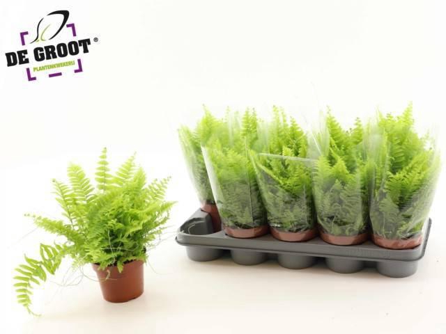 <h4>NEPHR EX BOS BL BELL</h4>