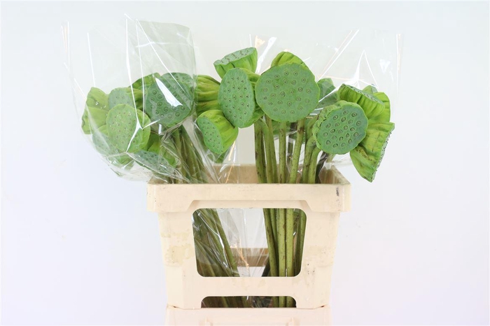 <h4>NELUMBO NUCIFERA   ...DECO NELUMBO</h4>