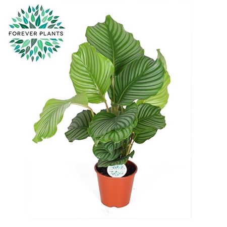 <h4>Calathea Orbifolia</h4>