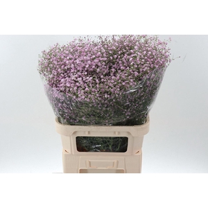 Gypsophila paniculata 'My Pink'