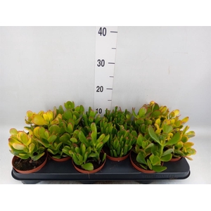 Crassula ...mix