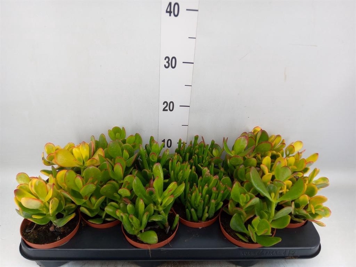 <h4>Crassula ...mix</h4>