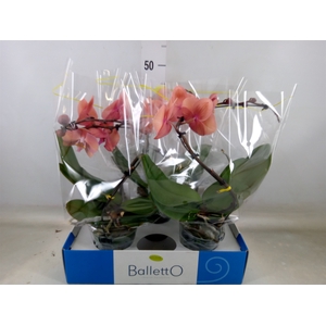 Phalaenopsis   ...orange