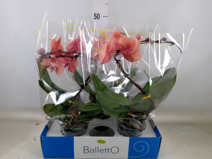 <h4>Phalaenopsis   ...orange</h4>