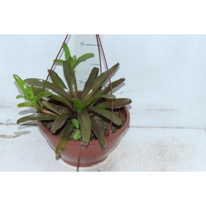 CUIA FIRE BALL VARIEGATA C21