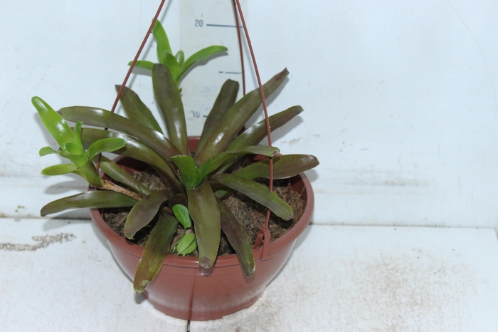 <h4>CUIA FIRE BALL VARIEGATA C21</h4>