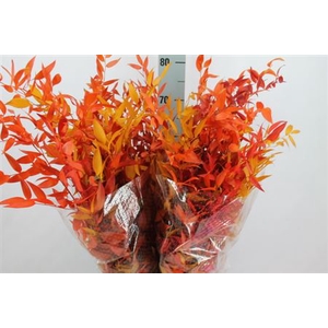 Ruscus Preserved Autum Mix