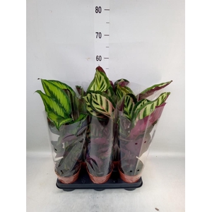 Calathea   ...mix