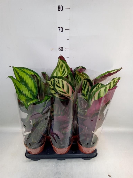 <h4>Calathea ...mix</h4>