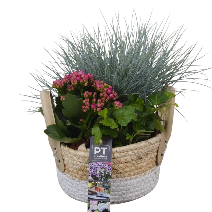 <h4>Arr.   Tuinplanten L%</h4>