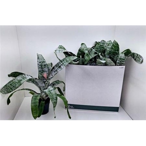 ** Aech Fas Primera * Spring Deal *