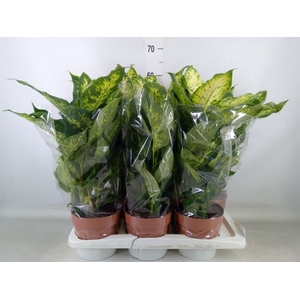 Dieffenbachia  'Compacta'
