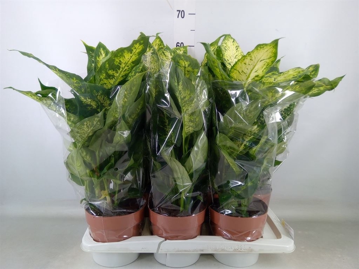 <h4>Dieffenbachia  'Compacta'</h4>