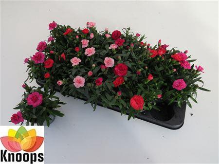 <h4>Dian Osc Gem</h4>