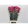 Dianthus St Bernard