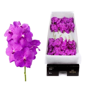 Vanda Hot Magenta x16