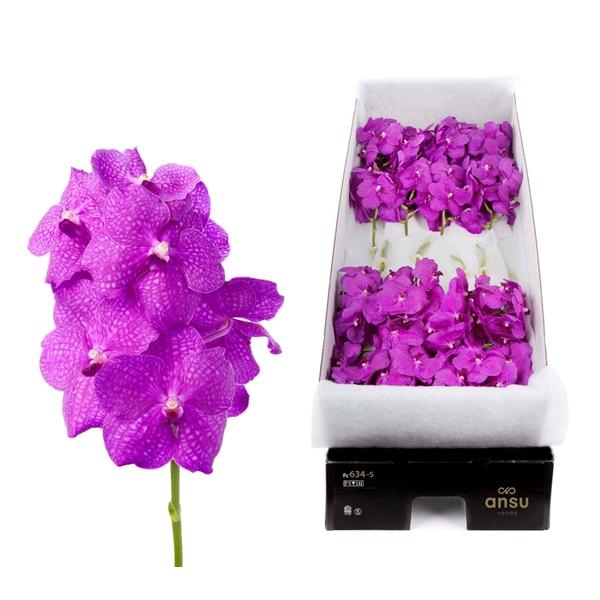 <h4>Vanda Hot Magenta x16</h4>
