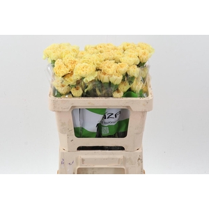 Di st Golden Gate 50cm