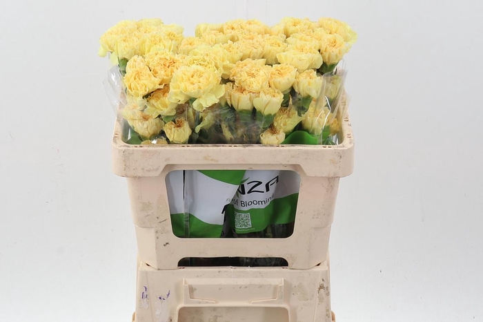 <h4>Di st Golden Gate 50cm</h4>