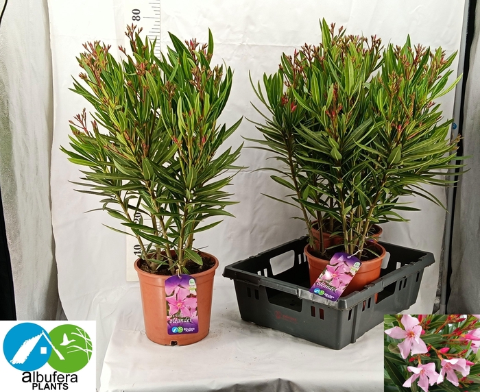 <h4>NERI OLEANDER</h4>