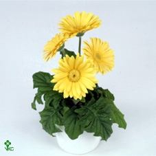 11573: Consideration arrangement