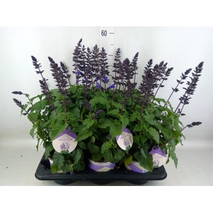 Salvia  'Salgoon Lake Blueberry'