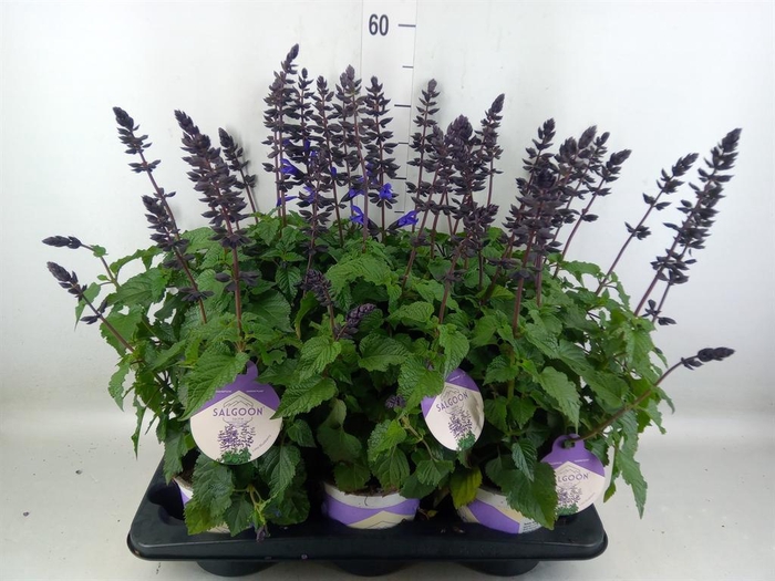 <h4>Salvia  'Salgoon Lake Blueberry'</h4>