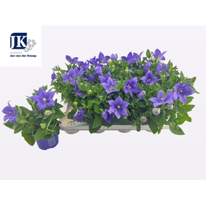 PLATYCO GR ASTRA BLU