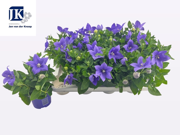 <h4>PLATYCO GR ASTRA BLU</h4>
