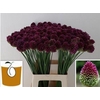 Allium Sphaerocephal (kogel)